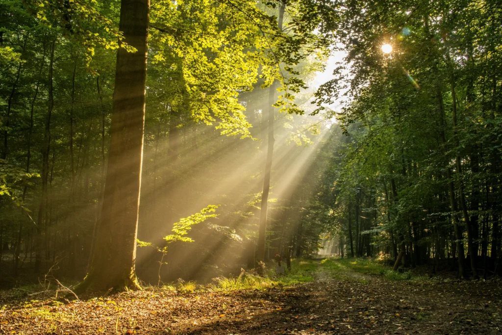 Skog och sol